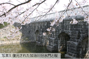 写真3 復元された加治川分水門と桜