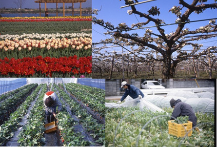 【野菜、果樹、花卉の栽培】